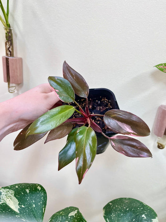 Philodendron Pink Princess Plant #2
