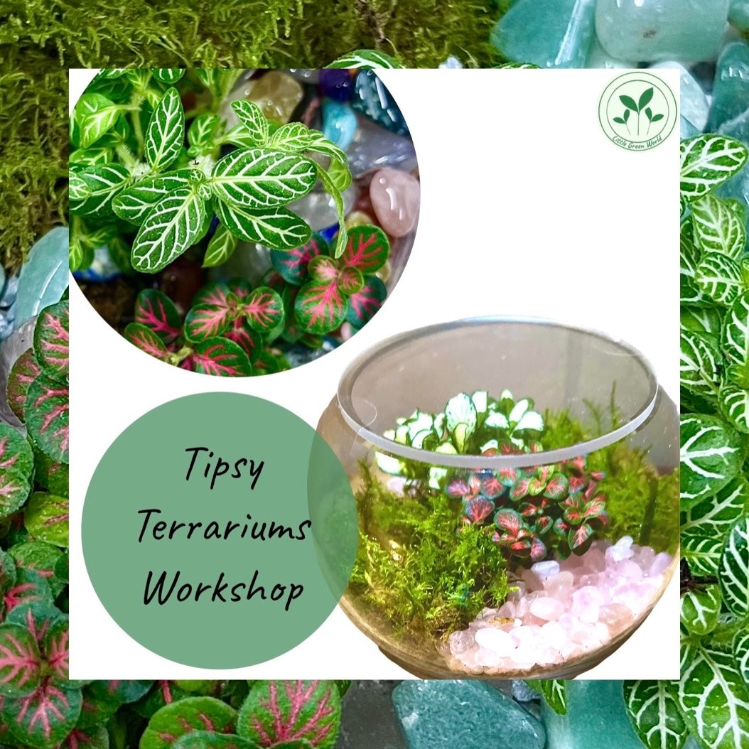 Tipsy Terrariums Workshop