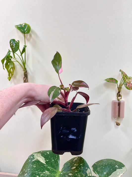 Philodendron Pink Princess Plant #1