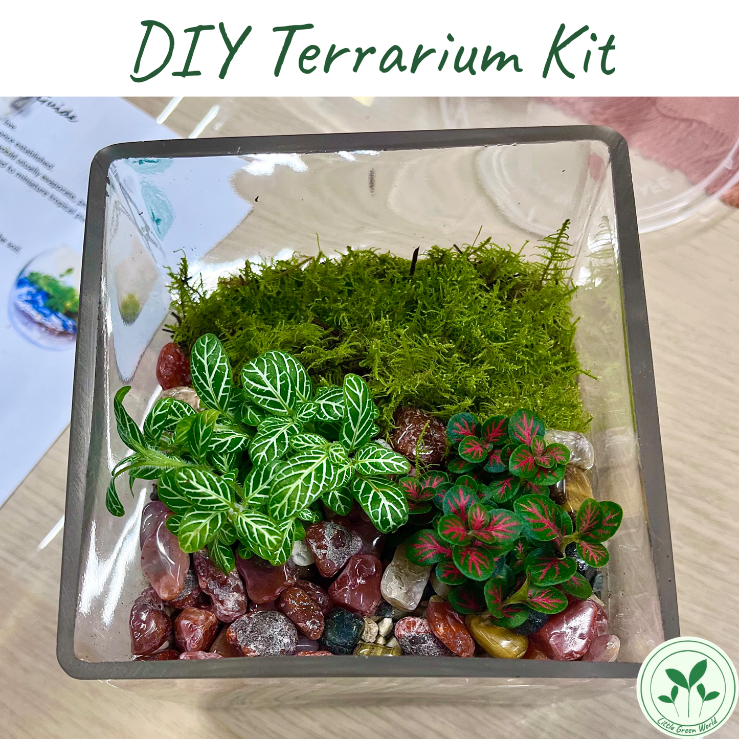 DIY Terrarium Kit Rainforest Cube