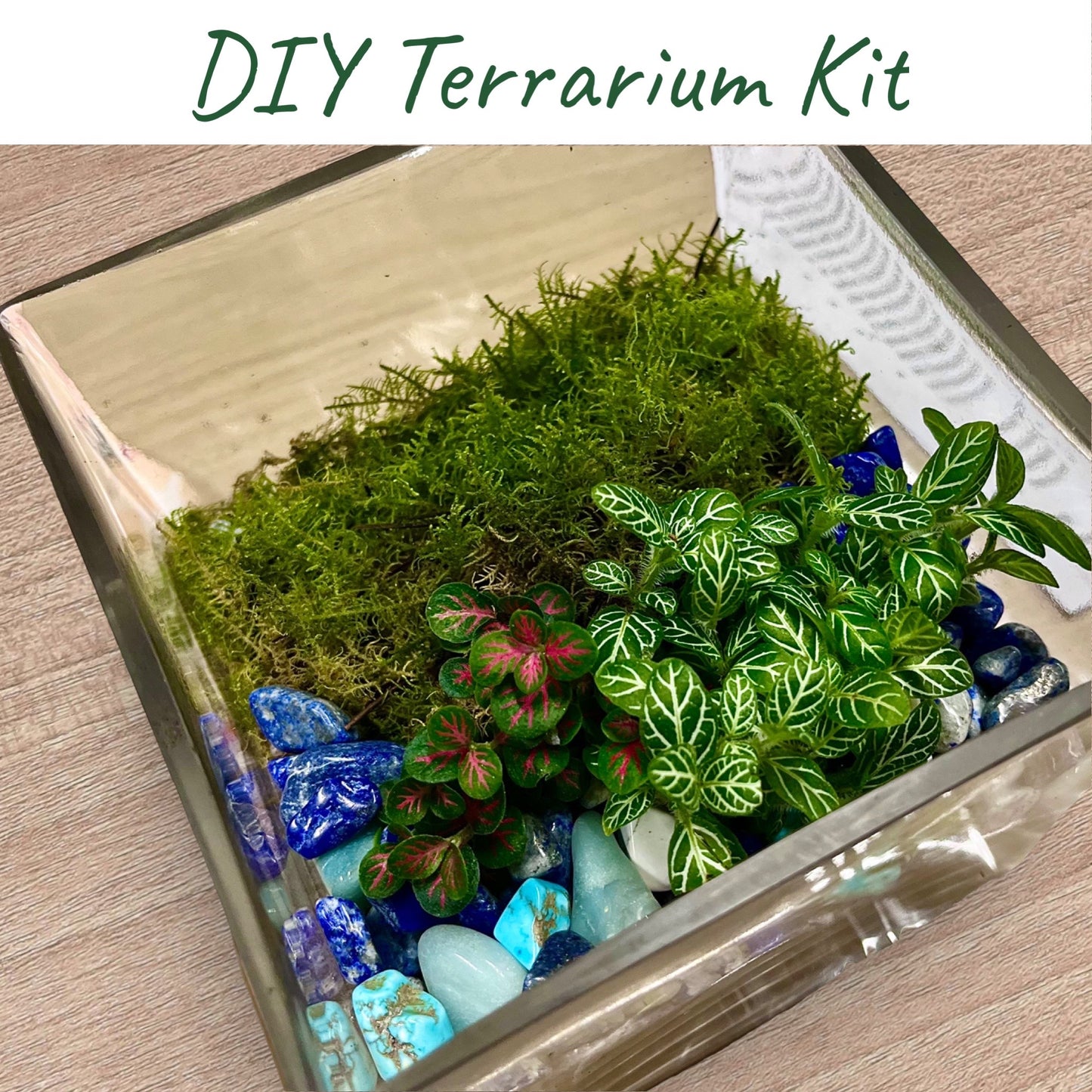 DIY Terrarium Kit Rainforest Cube