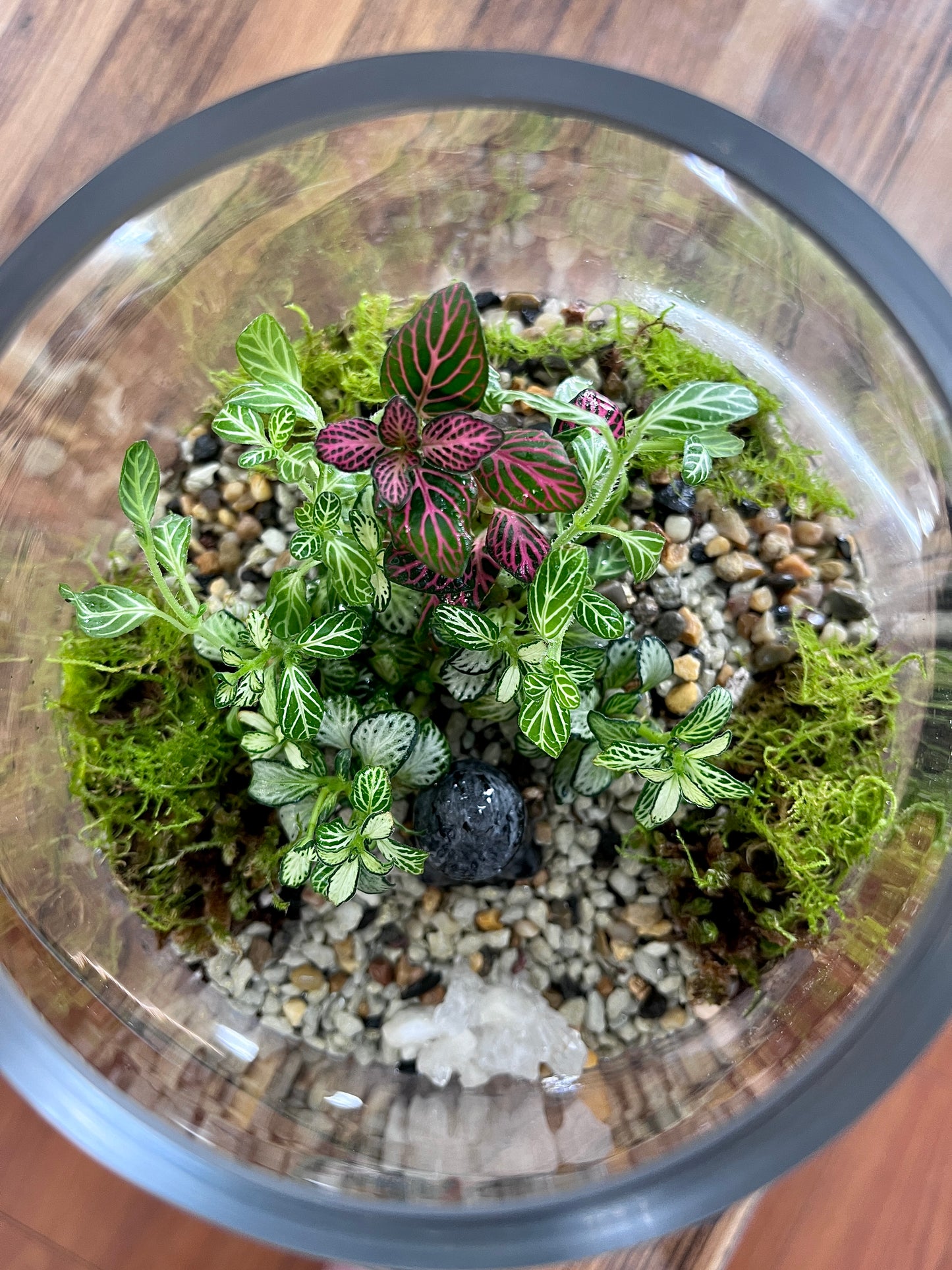 Crystal Buddha Terrarium