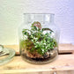 Forest Garden Terrarium