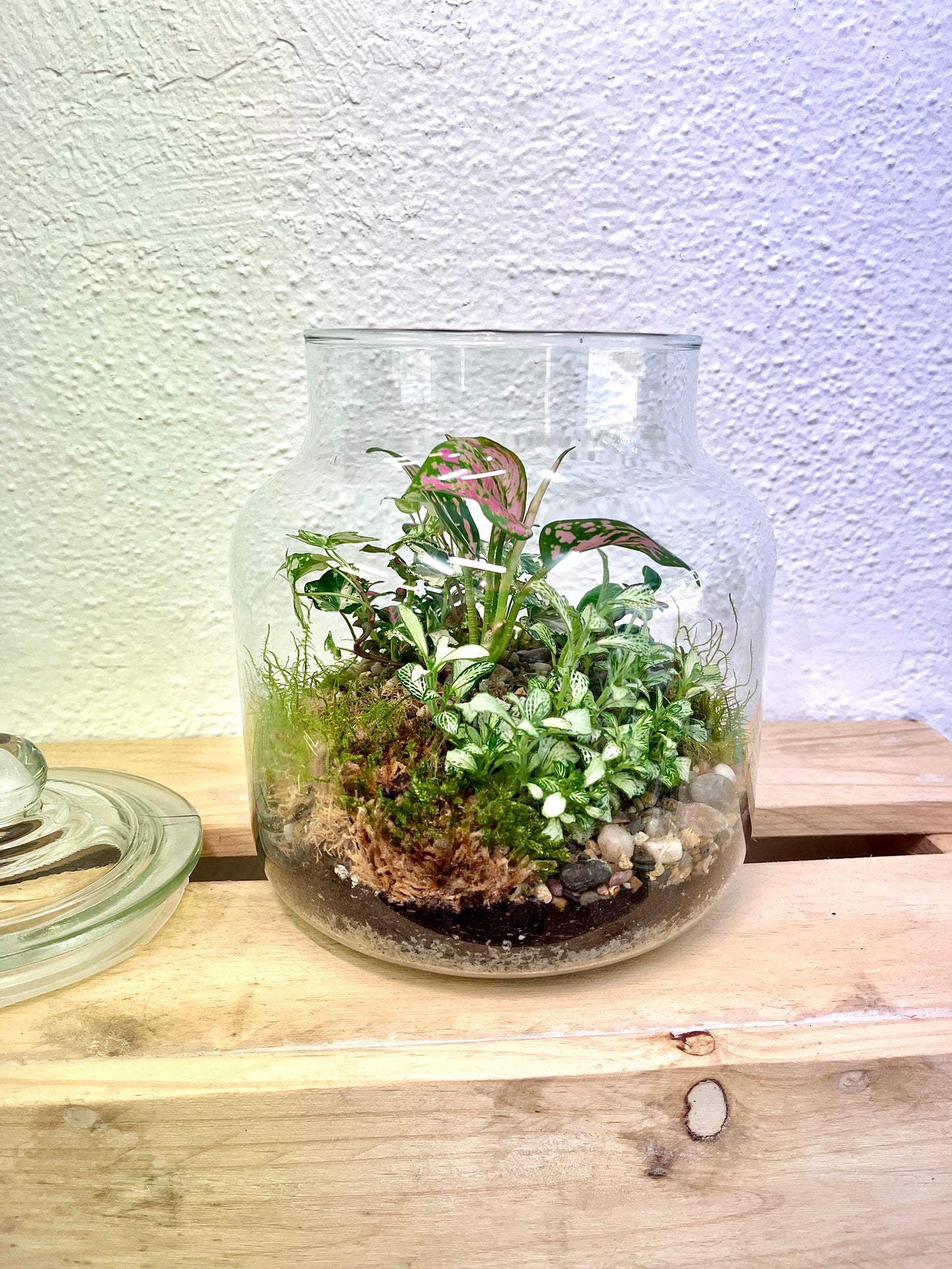 Forest Garden Terrarium