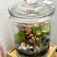 Rainforest Terrarium Jar - Neutral Mix Crystals