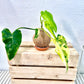 Variegated Philodendron Kokedama