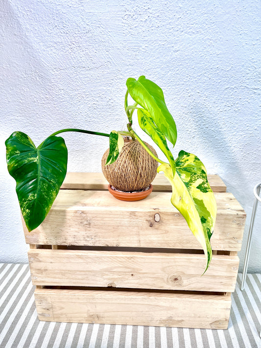 Variegated Philodendron Kokedama