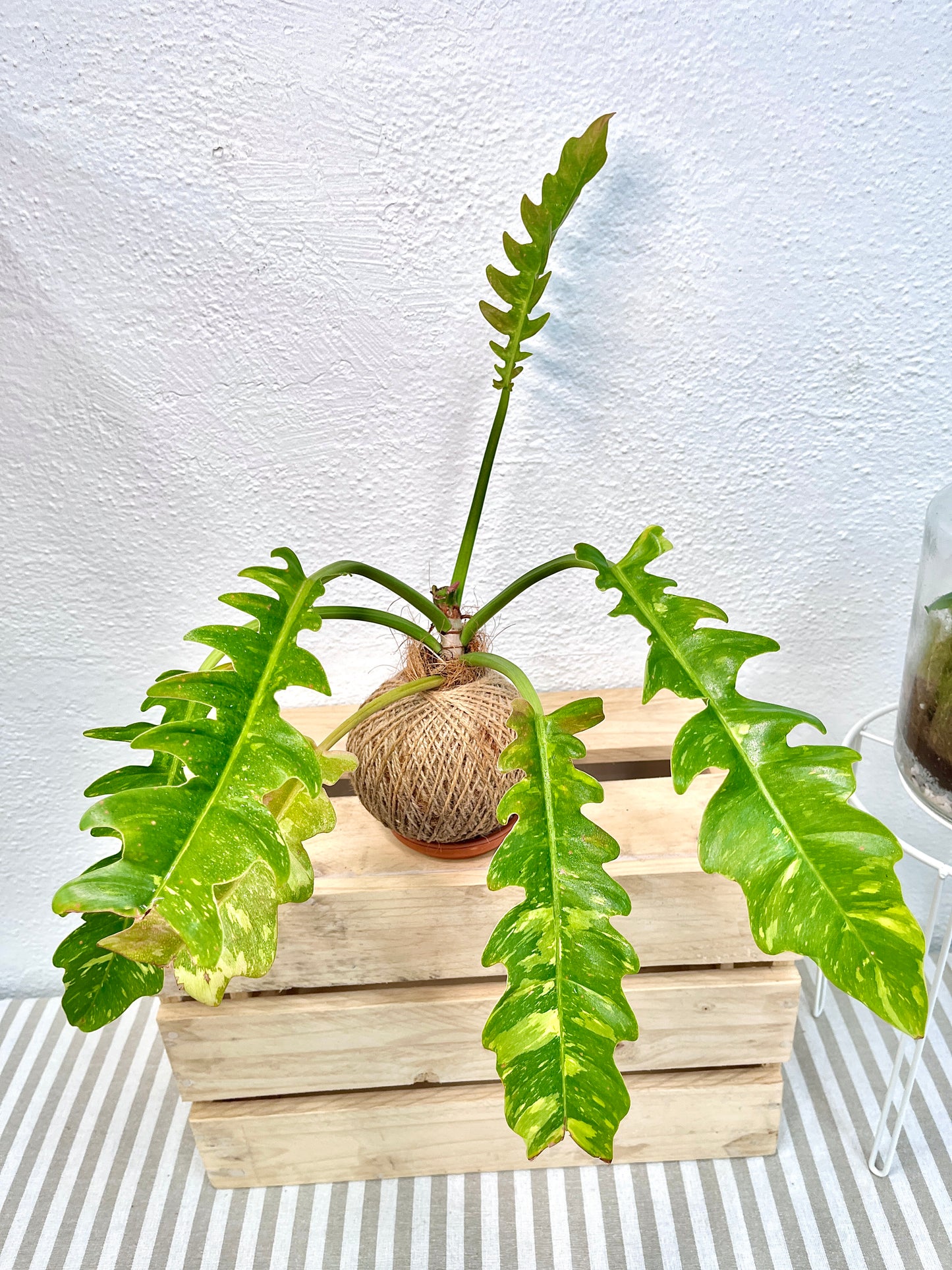 Ring Of Fire Kokedama