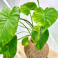 Alocasia Variegated Kokedama