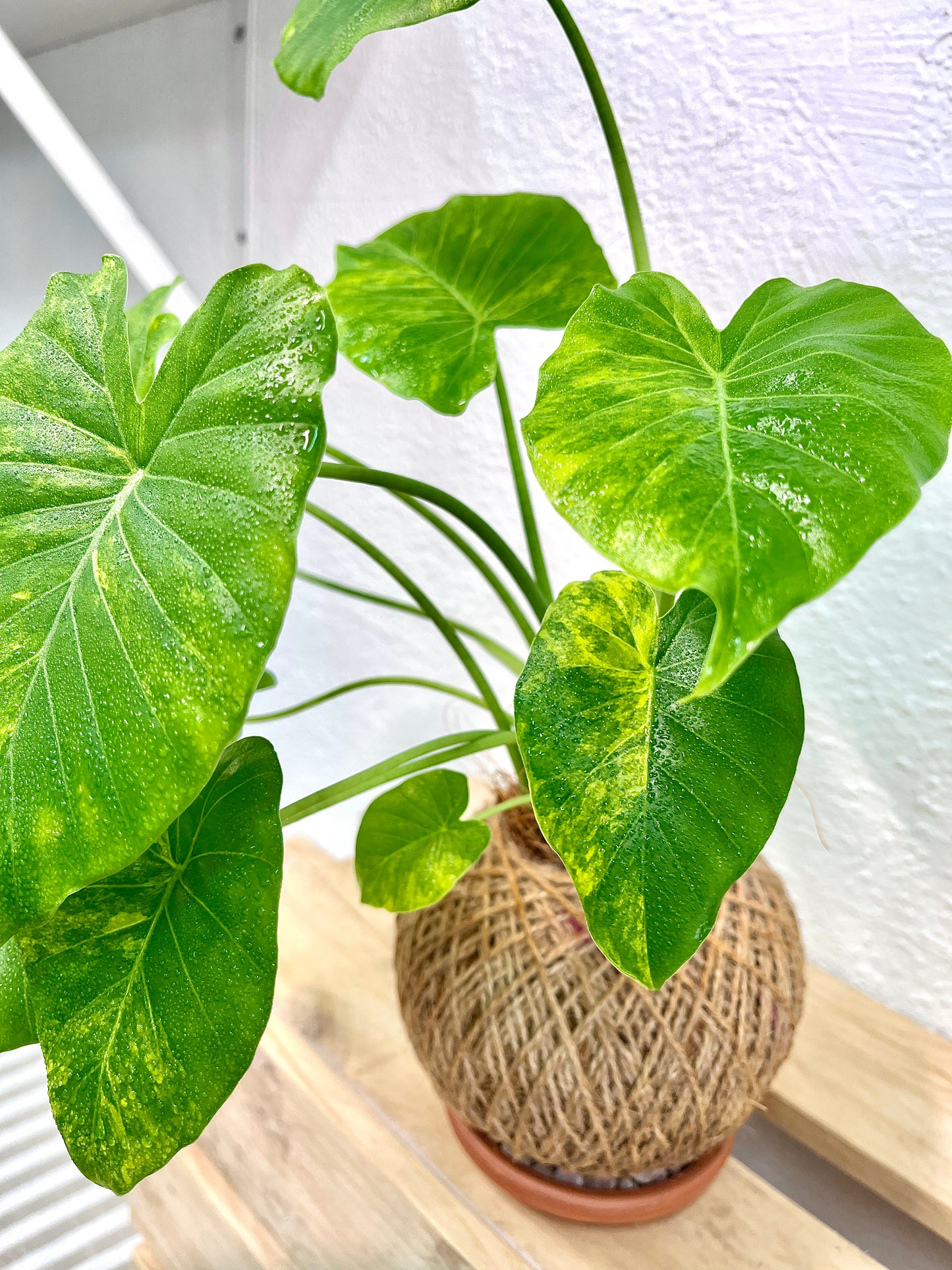 Alocasia Variegated Kokedama