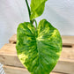 Alocasia Variegated Kokedama