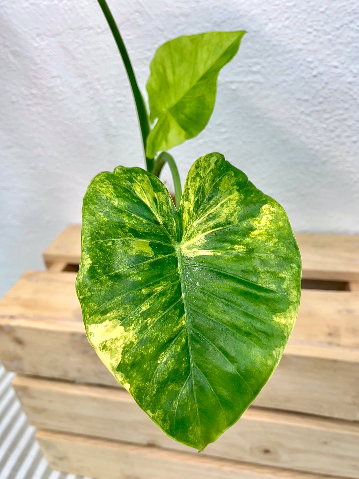 Alocasia Variegated Kokedama