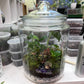 XL Rainforest Terrarium Jar - Amethyst Crystals