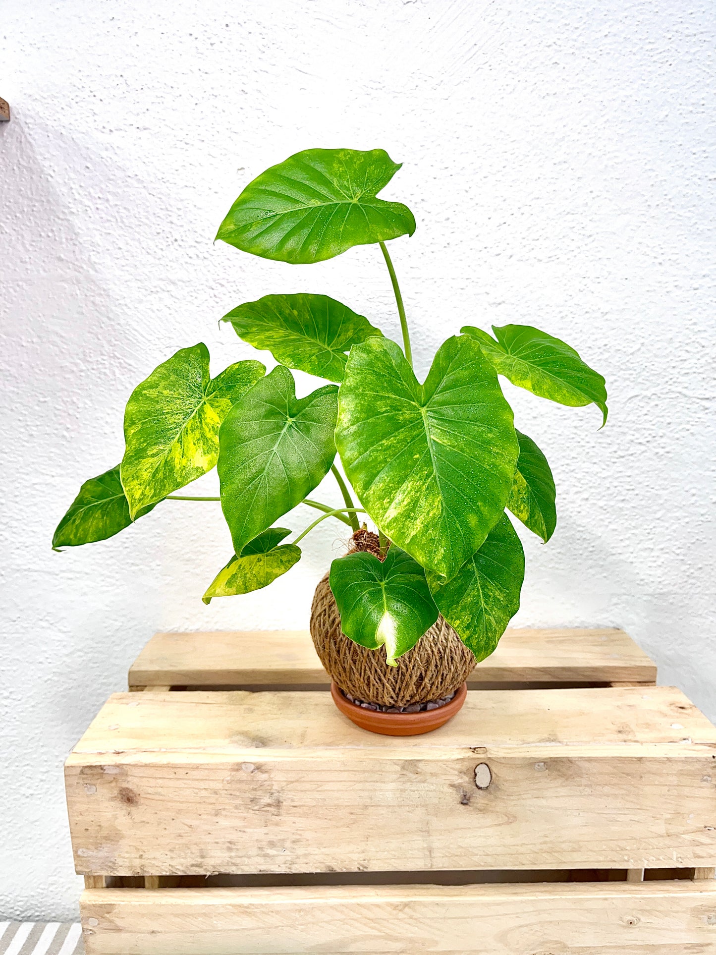 Alocasia Variegated Kokedama