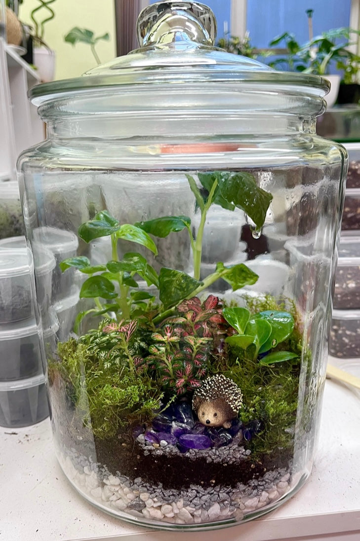 XL Rainforest Terrarium Jar - Amethyst Crystals