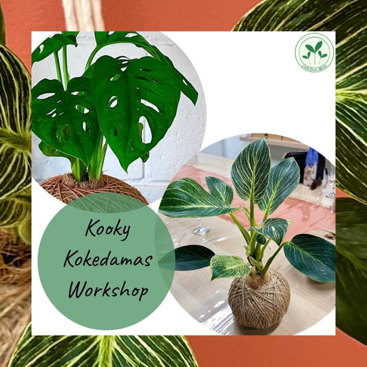 Kooky Kokedamas Workshop