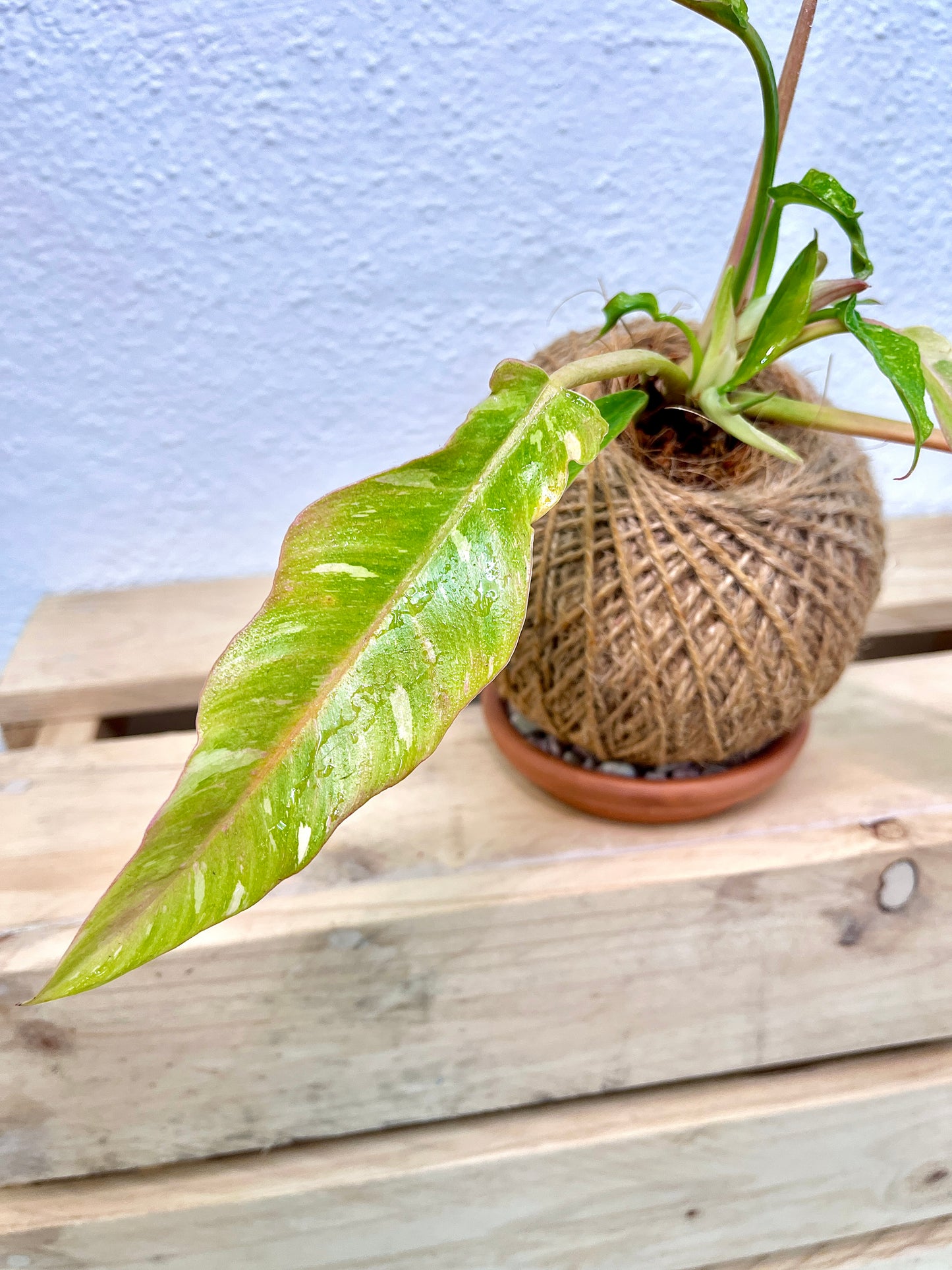 Ring Of Fire Kokedama