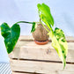 Variegated Philodendron Kokedama