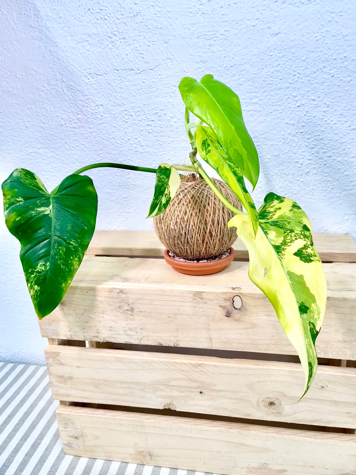 Variegated Philodendron Kokedama