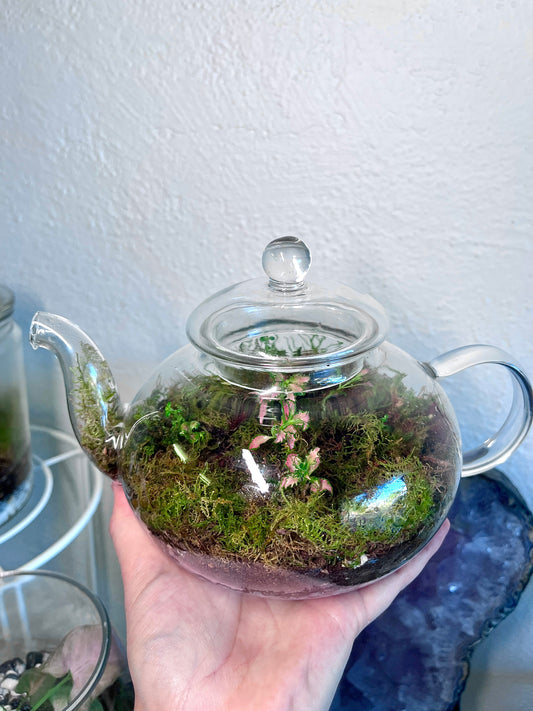 Teapot Garden Terrarium