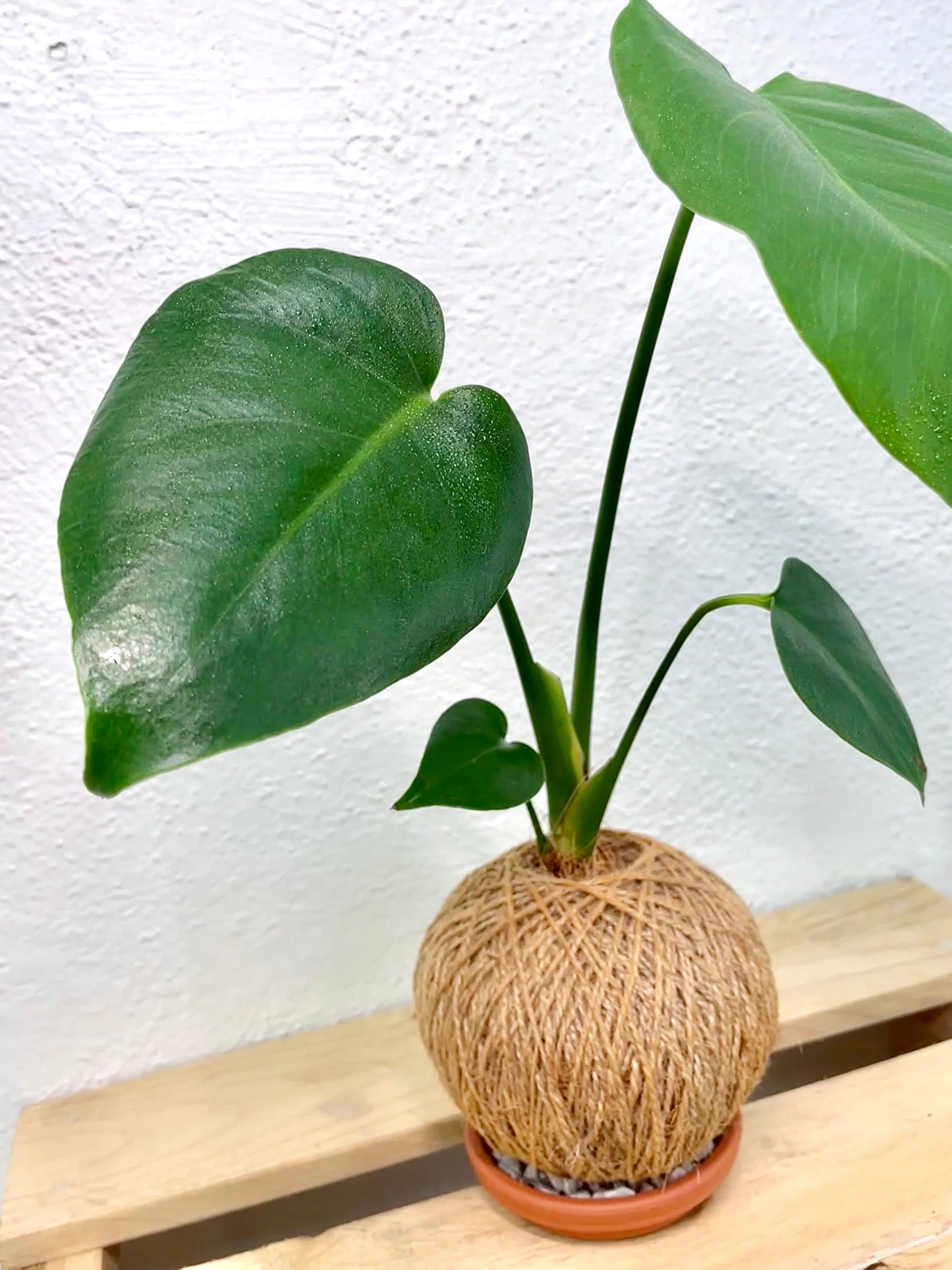 Fruit Salad Kokedama