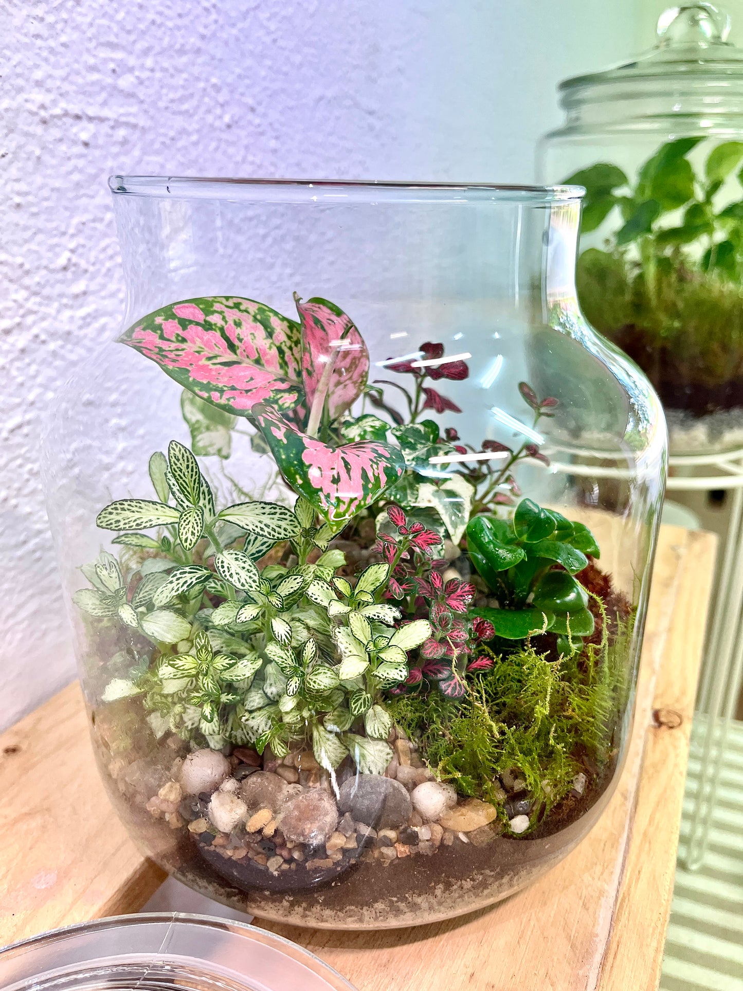 Forest Garden Terrarium