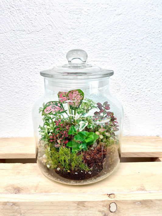 Forest Garden Terrarium