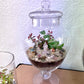 Crystal Yoga Terrarium Jar