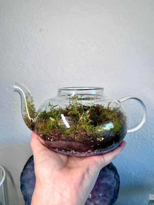 Teapot Garden Terrarium