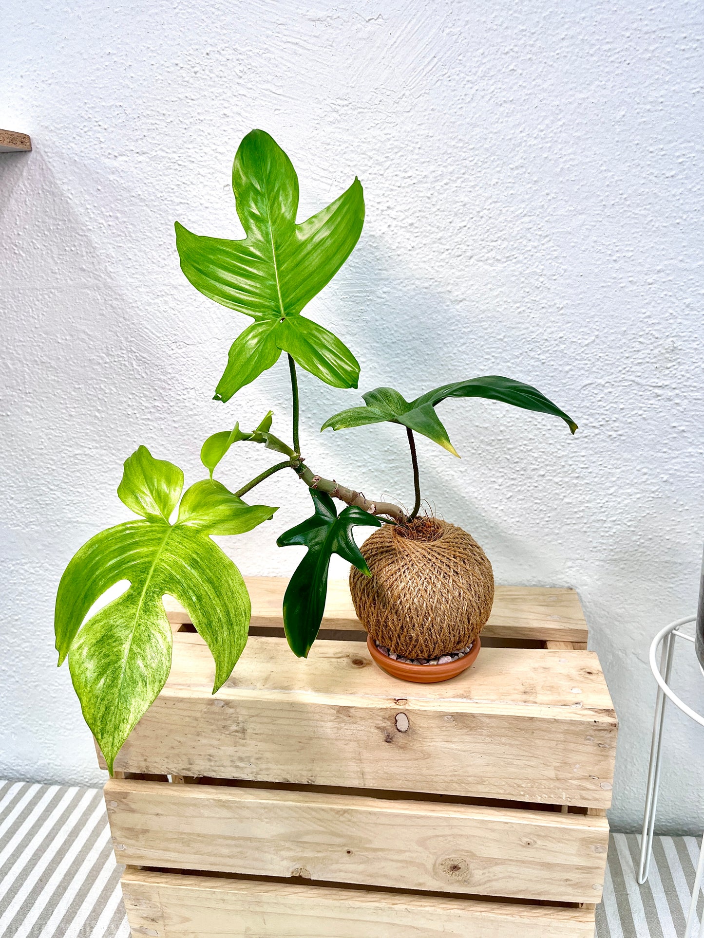 Florida Ghost Kokedama