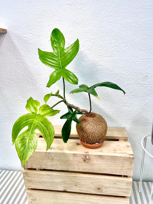 Florida Ghost Kokedama