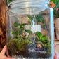 XL Rainforest Terrarium Jar - Amethyst Crystals