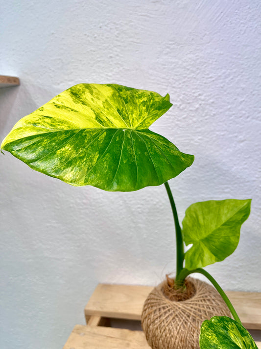 Alocasia Variegated Kokedama