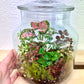 Forest Garden Terrarium