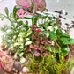 Forest Garden Terrarium