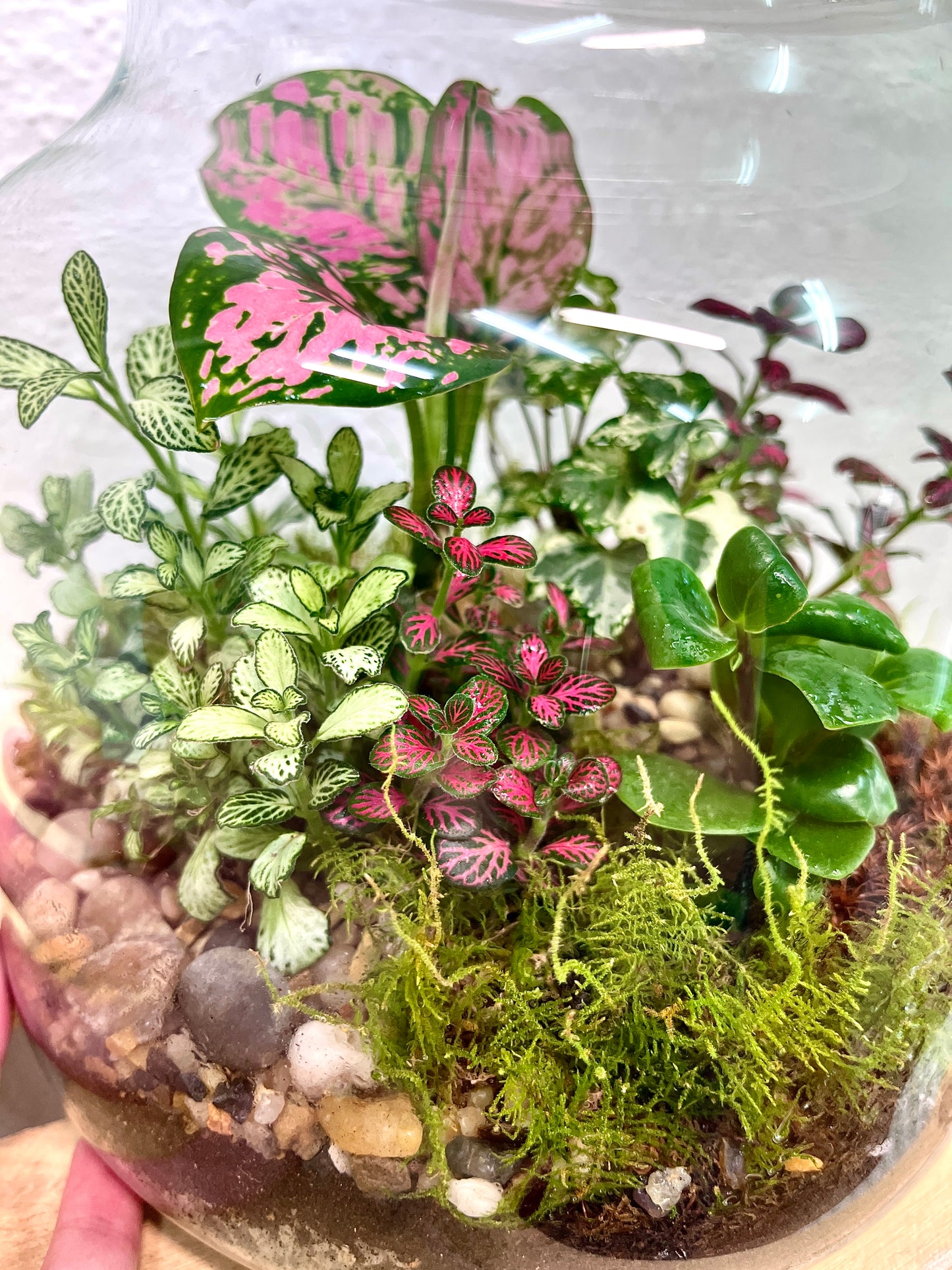 Forest Garden Terrarium