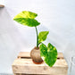 Alocasia Variegated Kokedama