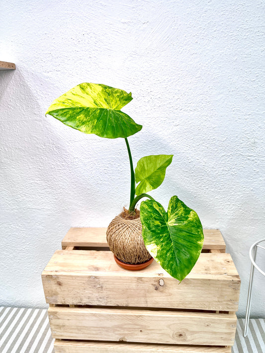 Alocasia Variegated Kokedama