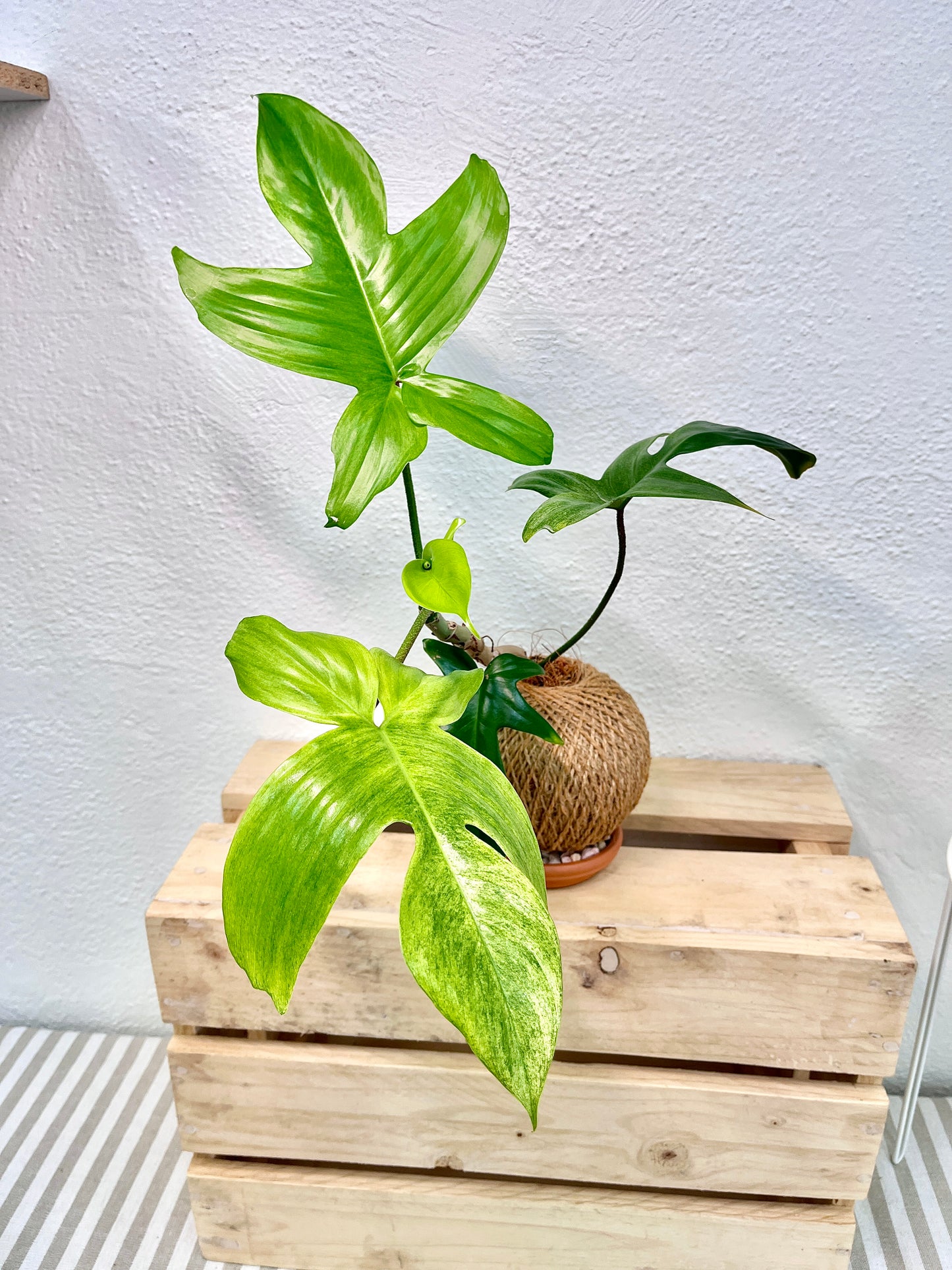 Florida Ghost Kokedama