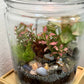 Rainforest Terrarium Jar - Neutral Mix Crystals