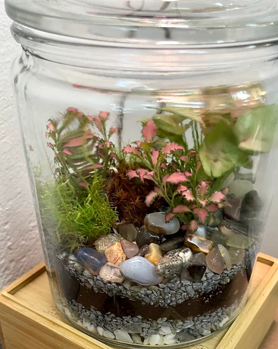 Rainforest Terrarium Jar - Neutral Mix Crystals