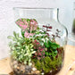 Forest Garden Terrarium