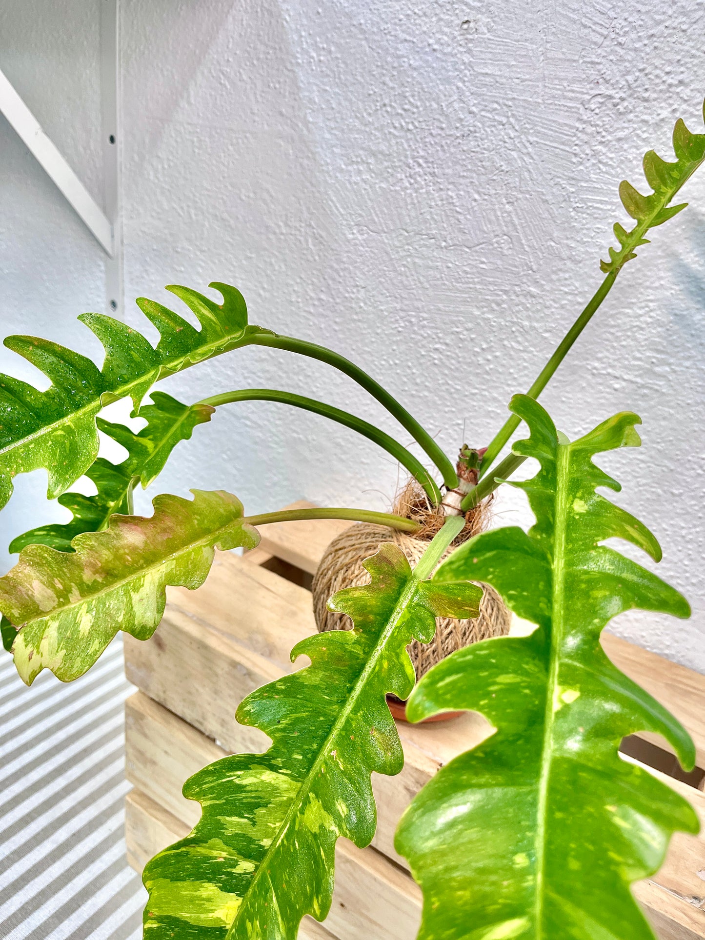 Ring Of Fire Kokedama