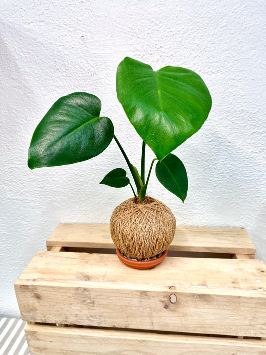 Fruit Salad Kokedama