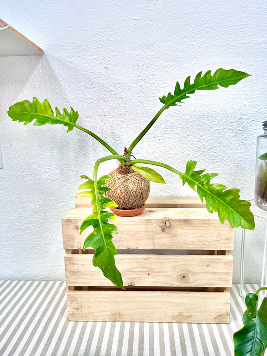 Ring Of Fire Kokedama