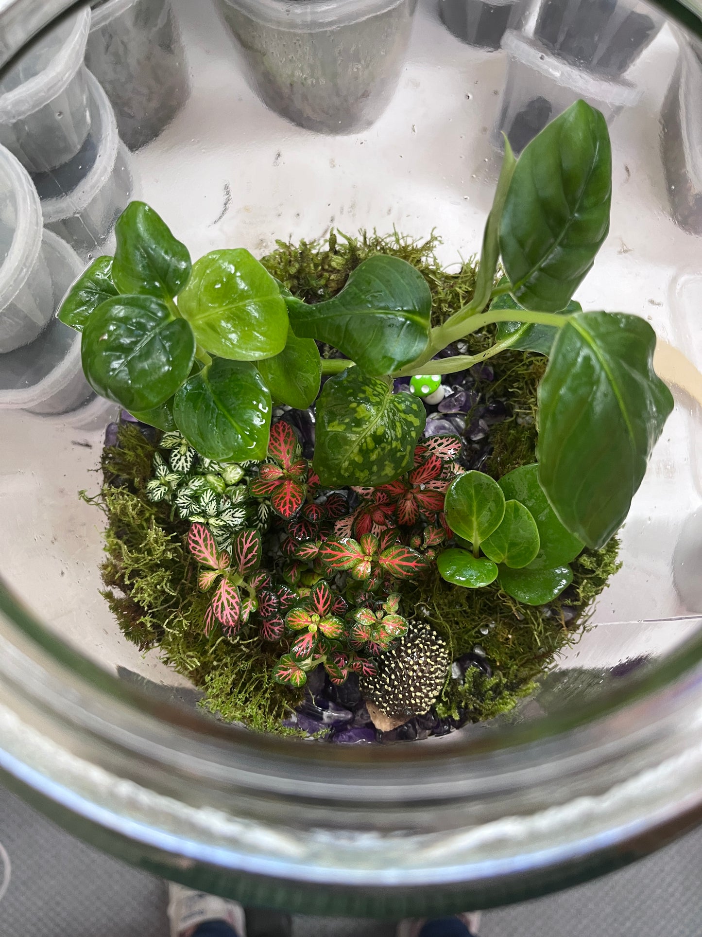 XL Rainforest Terrarium Jar - Amethyst Crystals