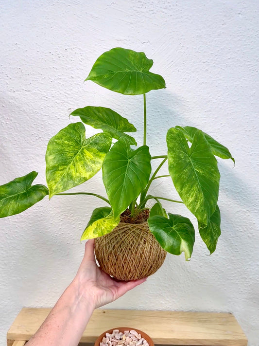 Alocasia Variegated Kokedama