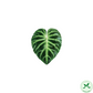 Plant leaf pop socket