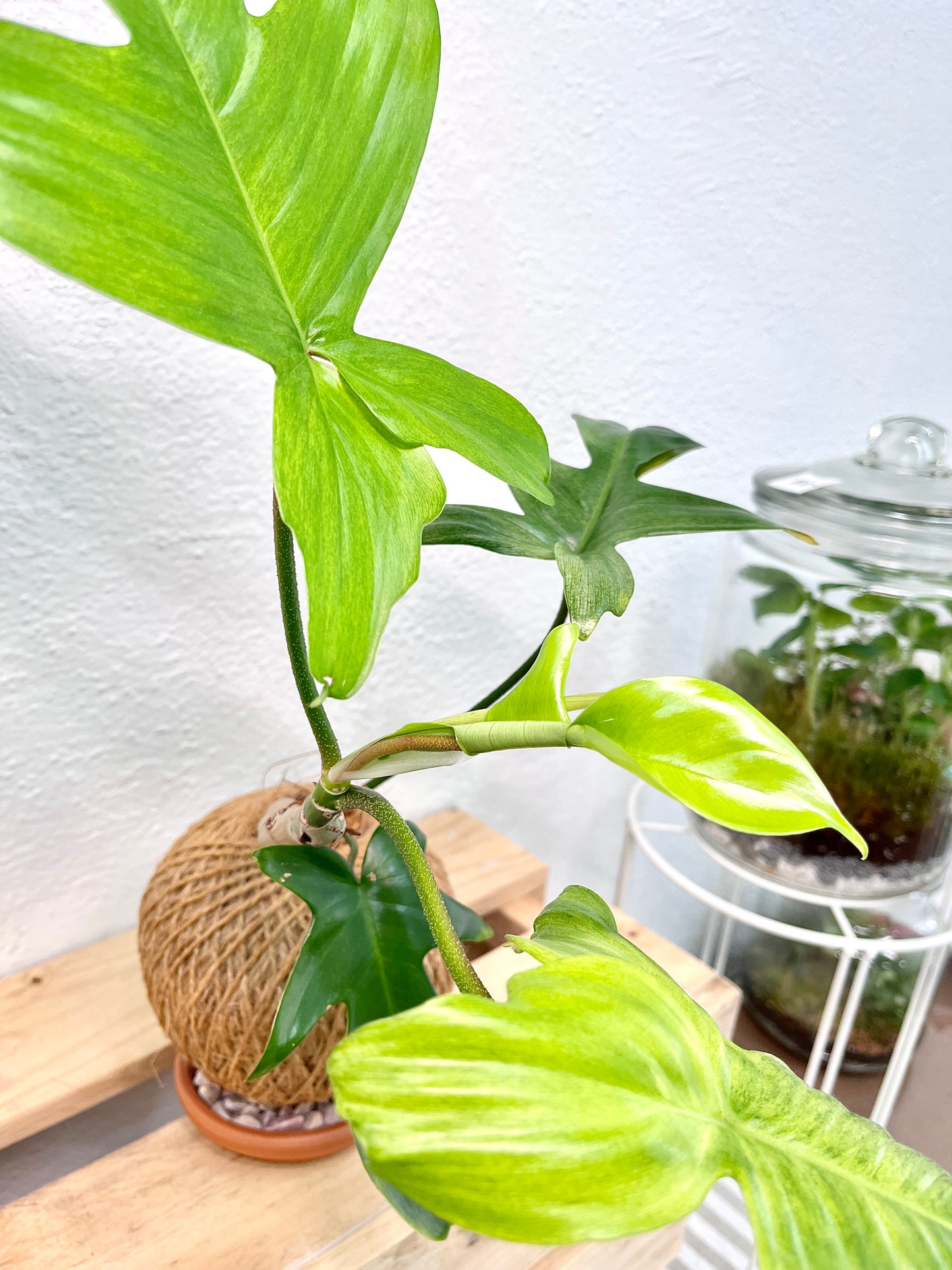 Florida Ghost Kokedama