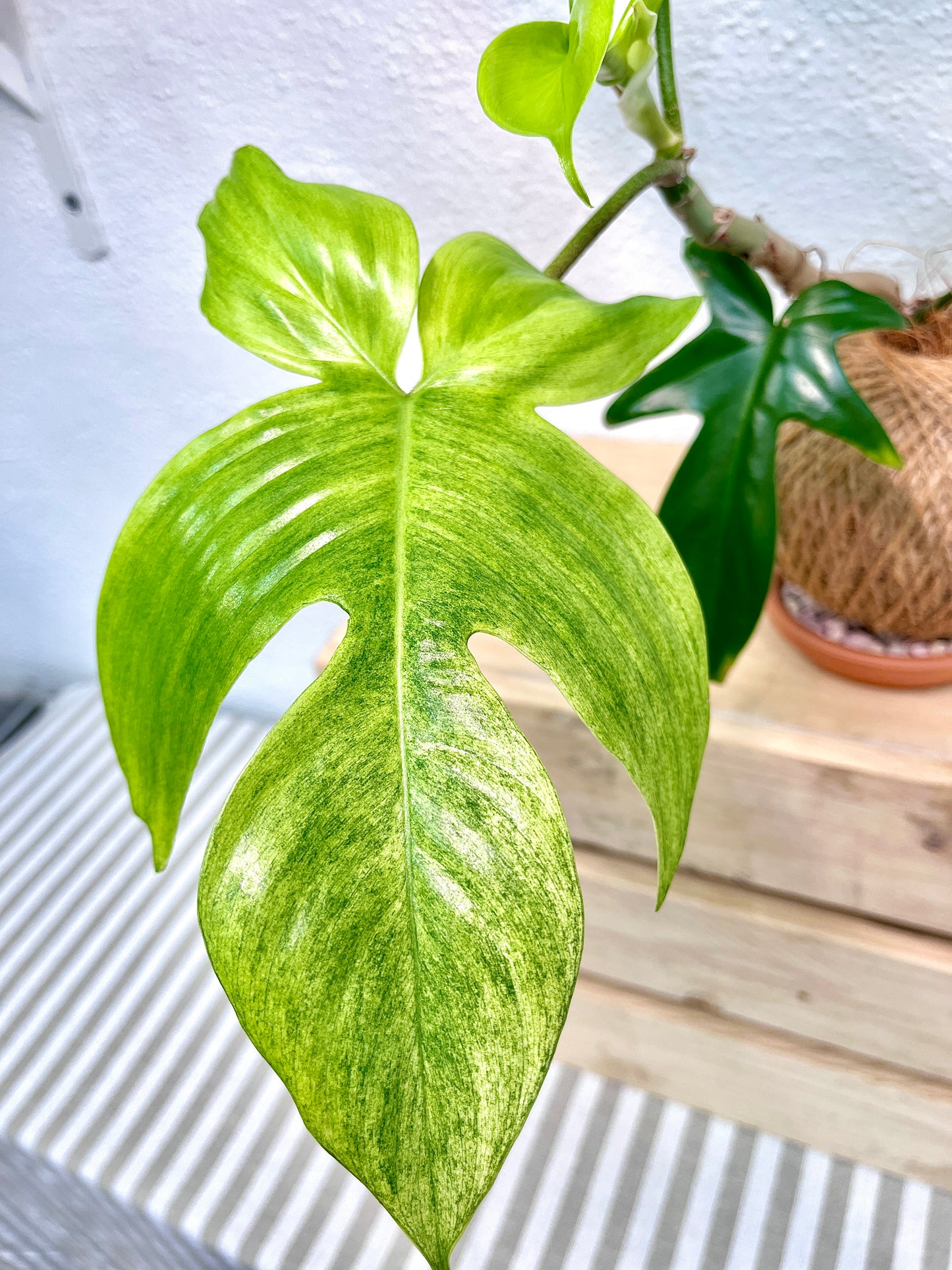 Florida Ghost Kokedama